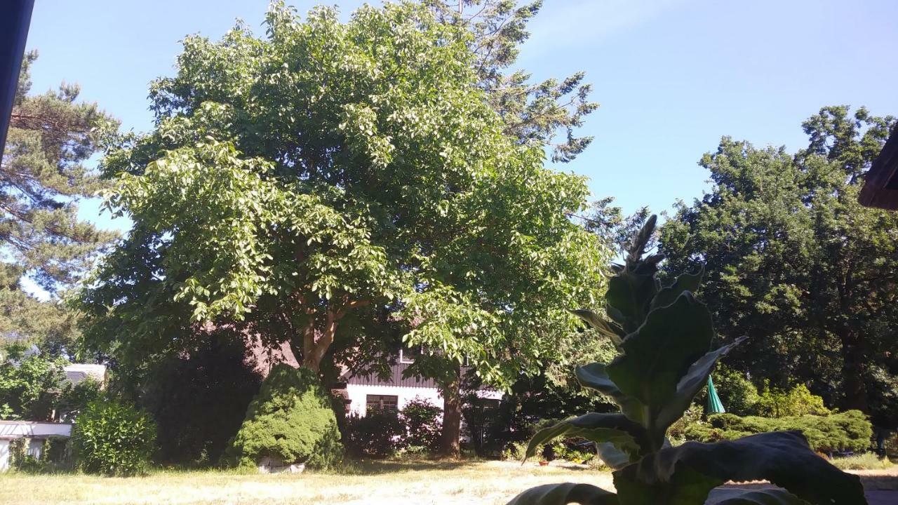 Ferienhaeuschen Villa Born Ngoại thất bức ảnh